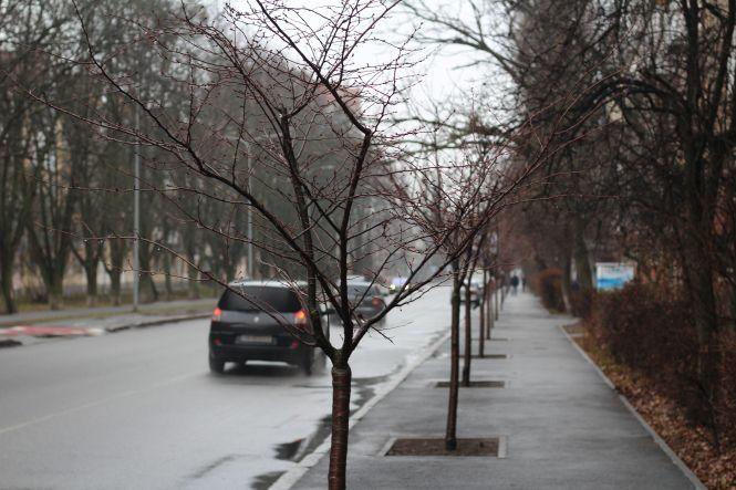 Новини Вінниці - фото з ФОТО ДНЯ. У Вінниці цвітуть сакури посеред зими ФОТО ДНЯ. У Вінниці цвітуть сакури посеред зими, фото №4 на сайті 20minut.ua