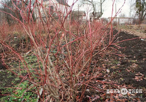 Новини Хмельницького - фото з У теплицях на Хмельниччині вирощують ківі, лимони, лохину (ФОТО) У теплицях на Хмельниччині вирощують ківі, лимони, лохину (ФОТО), фото №5 на сайті vsim.ua