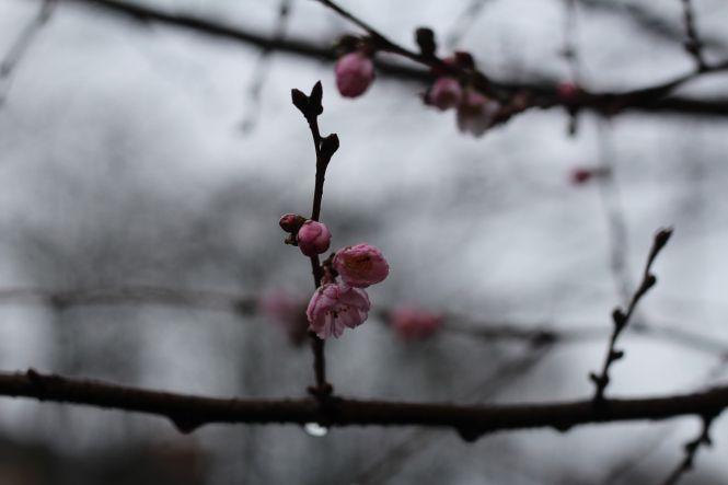 Новини Вінниці - фото з ФОТО ДНЯ. У Вінниці цвітуть сакури посеред зими ФОТО ДНЯ. У Вінниці цвітуть сакури посеред зими, фото №3 на сайті 20minut.ua