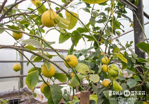 Новини Хмельницького - фото з У теплицях на Хмельниччині вирощують ківі, лимони, лохину (ФОТО) У теплицях на Хмельниччині вирощують ківі, лимони, лохину (ФОТО), фото №2 на сайті vsim.ua