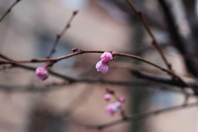 Новини Вінниці - фото з ФОТО ДНЯ. У Вінниці цвітуть сакури посеред зими ФОТО ДНЯ. У Вінниці цвітуть сакури посеред зими, фото №1 на сайті 20minut.ua