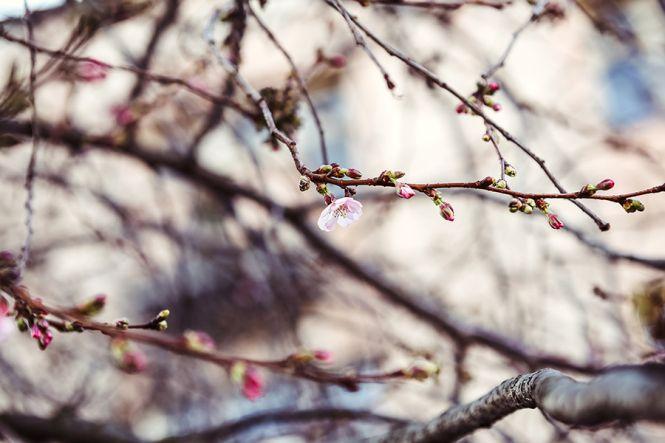 Новини Вінниці - фото з ФОТО ДНЯ. У Вінниці цвітуть сакури посеред зими ФОТО ДНЯ. У Вінниці цвітуть сакури посеред зими, фото №5 на сайті 20minut.ua