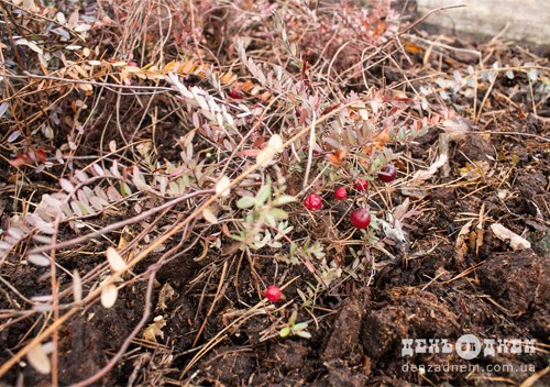 Новини Хмельницького - фото з У теплицях на Хмельниччині вирощують ківі, лимони, лохину (ФОТО) У теплицях на Хмельниччині вирощують ківі, лимони, лохину (ФОТО), фото №4 на сайті vsim.ua