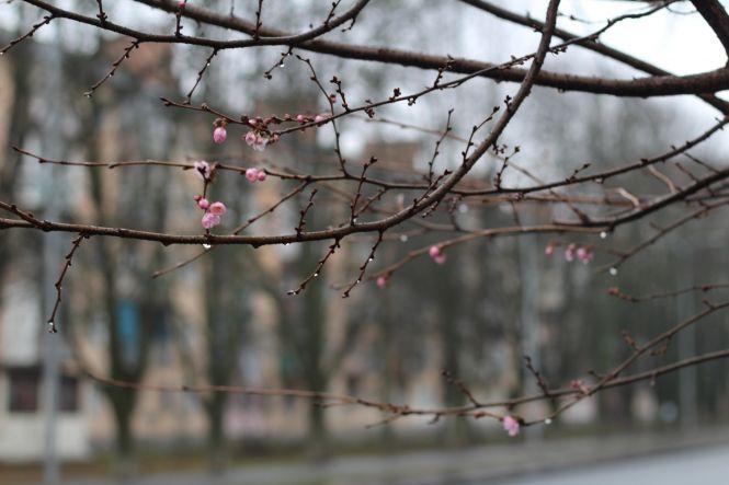 Новини Вінниці - фото з ФОТО ДНЯ. У Вінниці цвітуть сакури посеред зими ФОТО ДНЯ. У Вінниці цвітуть сакури посеред зими, фото №2 на сайті 20minut.ua