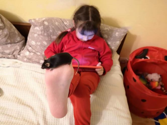Новини Тернополя - фото з Який він, символ Нового року: де можна купити щурів та як за ними доглядати Який він, символ Нового року: де можна купити щурів та як за ними доглядати, фото №1 на сайті 20minut.ua