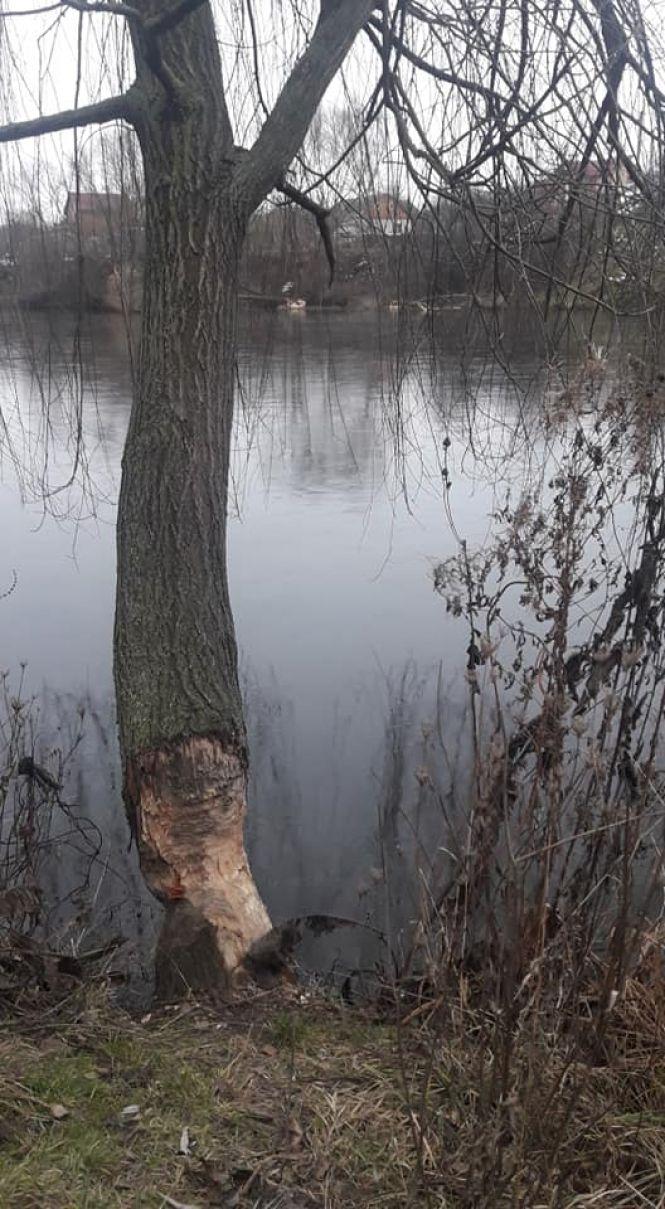 Новини Вінниці - фото з На Вишенському озері  хазяйнують бобри. Погризли чимало дерев На Вишенському озері  хазяйнують бобри. Погризли чимало дерев, фото №2 на сайті 20minut.ua