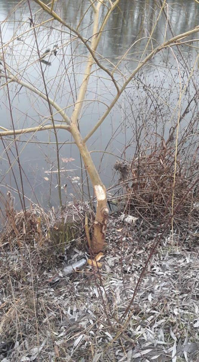 Новини Вінниці - фото з На Вишенському озері  хазяйнують бобри. Погризли чимало дерев На Вишенському озері  хазяйнують бобри. Погризли чимало дерев, фото №4 на сайті 20minut.ua