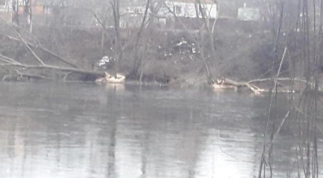 Новини Вінниці - фото з На Вишенському озері  хазяйнують бобри. Погризли чимало дерев На Вишенському озері  хазяйнують бобри. Погризли чимало дерев, фото №3 на сайті 20minut.ua