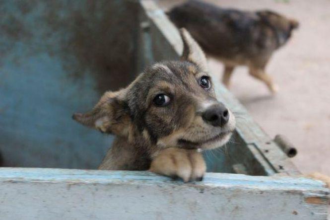 Як допомогти безпритульним тваринам? Сім способів, фото №3 на сайті 20minut.ua
