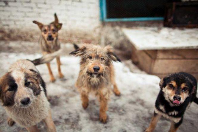 Як допомогти безпритульним тваринам? Сім способів, фото №2 на сайті 20minut.ua