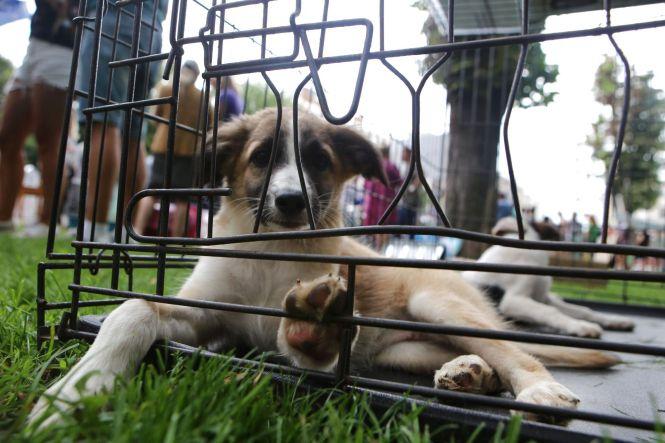 Як допомогти безпритульним тваринам? Сім способів, фото №1 на сайті 20minut.ua