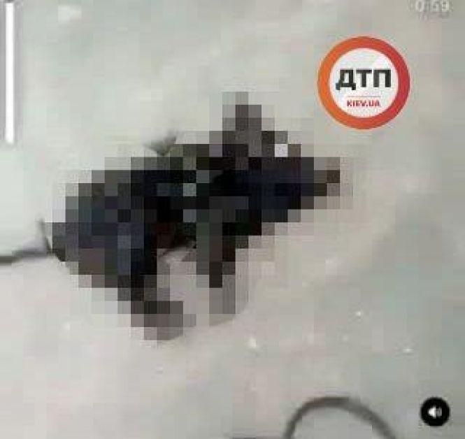 Малинська поліція розпочала розслідування жорстокого поводження з твариною: підліток засмажив порося живцем, фото №1 на сайті 20minut.ua