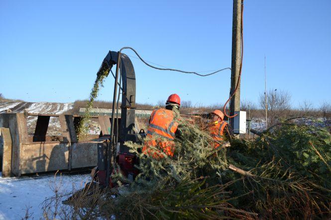 Друге життя новорічних красунь: як в Хмельницькому утилізують ялинки, фото №4 на сайті vsim.ua
