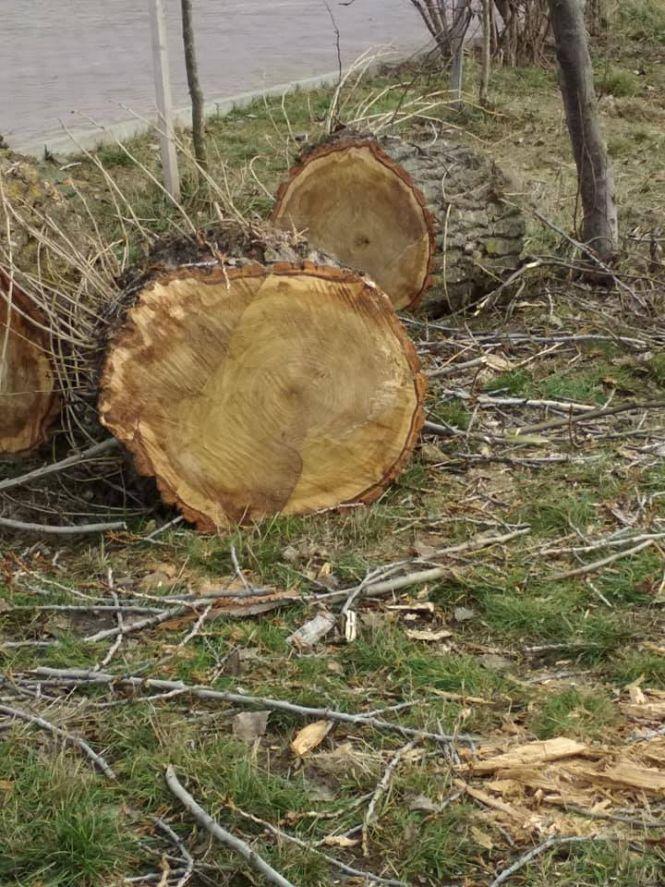 Новини Тернополя - фото з У Тернополі обрізають та зрубують дерева. У соцмережах люди обурюються, що ріжуть здорові рослини У Тернополі обрізають та зрубують дерева. У соцмережах люди обурюються, що ріжуть здорові рослини, фото №1 на сайті 20minut.ua