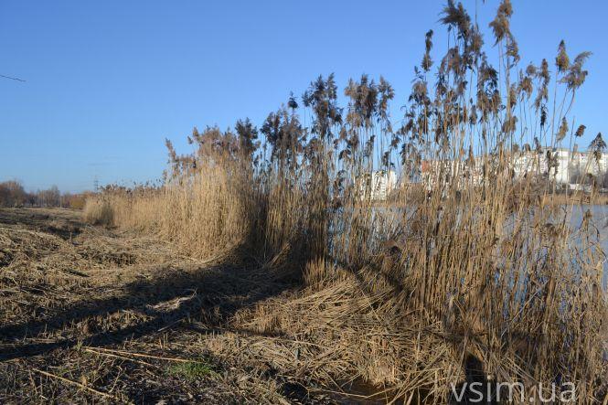 Озеро на Озерній хочуть почистити від очерету за майже 2 мільйона, фото №4 на сайті vsim.ua