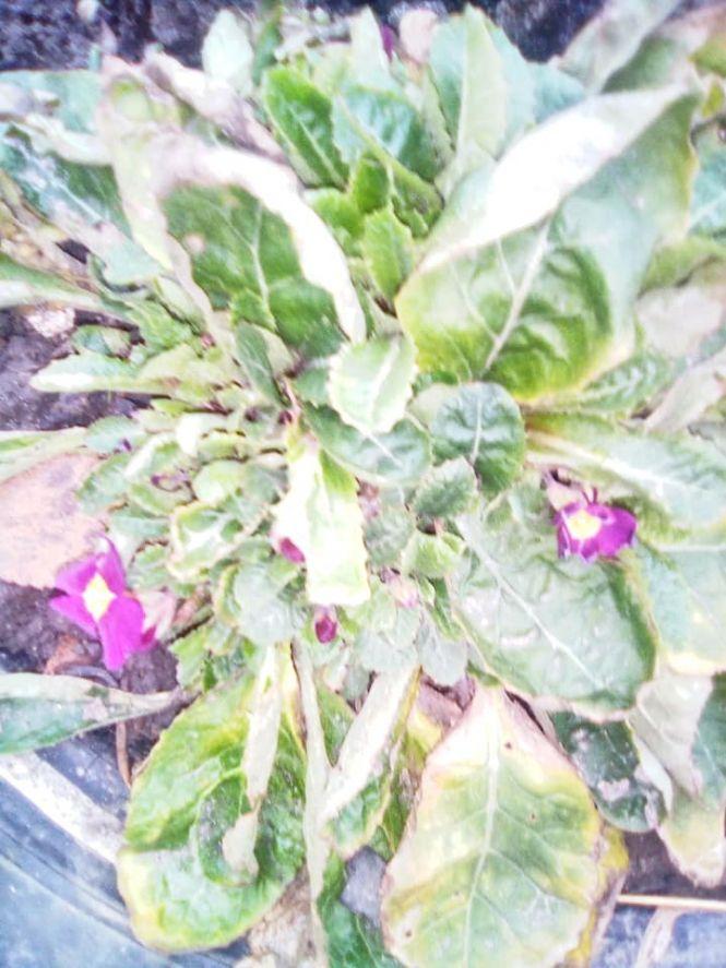 У Бердичеві квітнуть первоцвіти. Фотофакт, фото №1 на сайті 20minut.ua