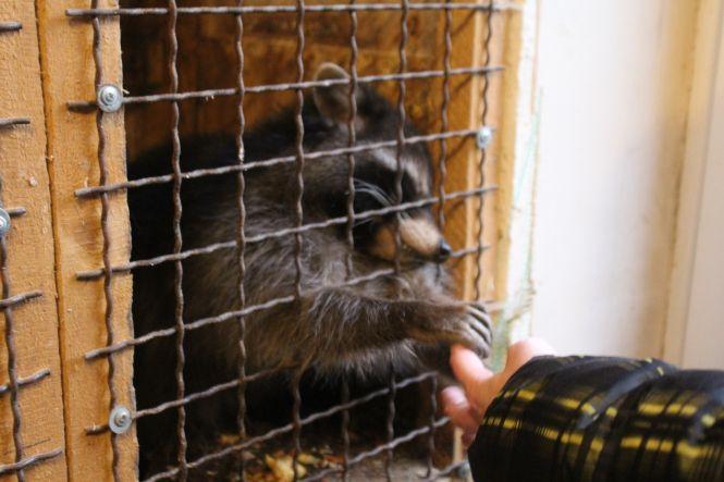 Не випускає дитинча з рук. Мавпочка-втікачка Маша народила первістка, фото №3 на сайті 20minut.ua