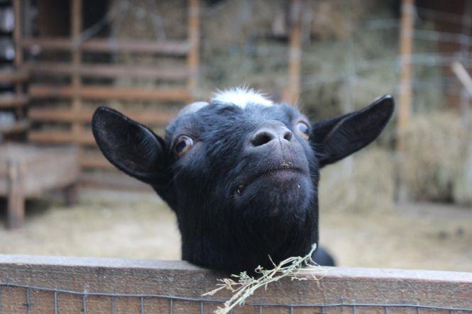 Не випускає дитинча з рук. Мавпочка-втікачка Маша народила первістка, фото №5 на сайті 20minut.ua