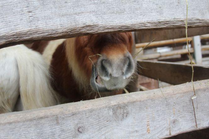 Не випускає дитинча з рук. Мавпочка-втікачка Маша народила первістка, фото №6 на сайті 20minut.ua