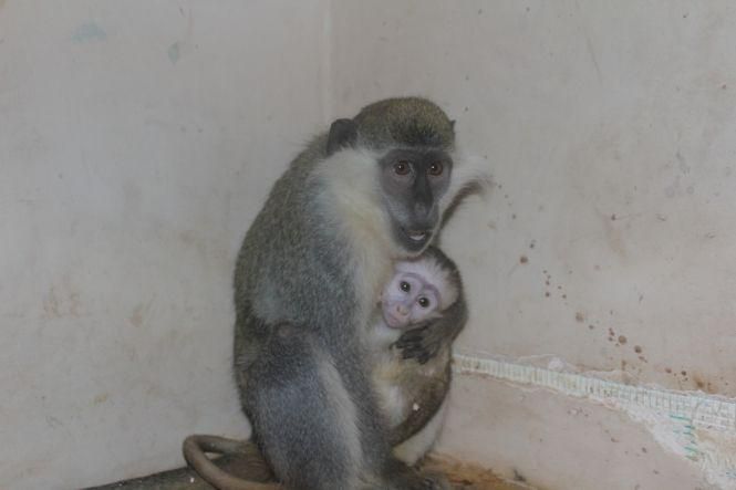 Не випускає дитинча з рук. Мавпочка-втікачка Маша народила первістка, фото №1 на сайті 20minut.ua