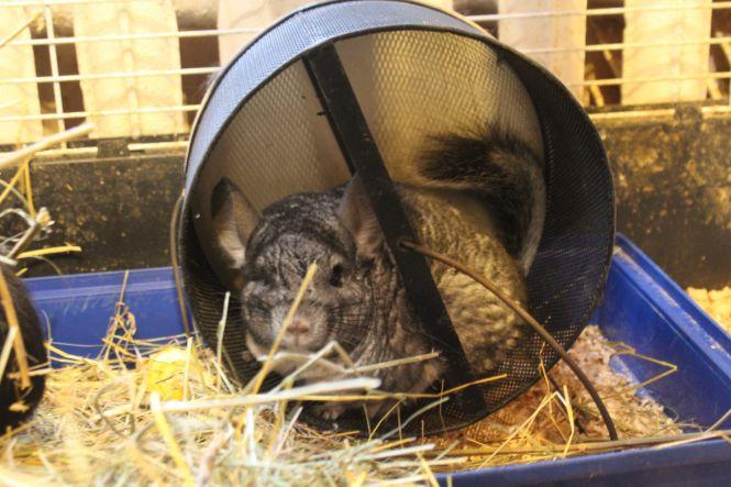 Не випускає дитинча з рук. Мавпочка-втікачка Маша народила первістка, фото №8 на сайті 20minut.ua