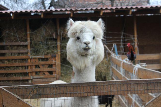 Не випускає дитинча з рук. Мавпочка-втікачка Маша народила первістка, фото №4 на сайті 20minut.ua