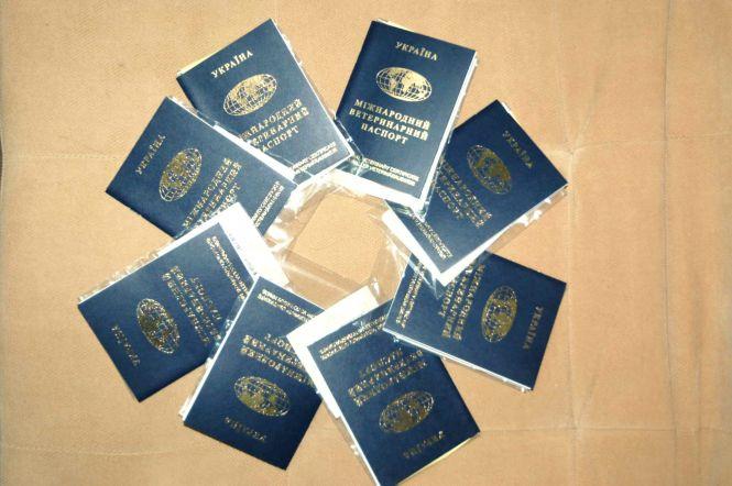 «Безвіз» для кота й собаки або що потрібно для поїздки за кордон з твариною, фото №1 на сайті 20minut.ua