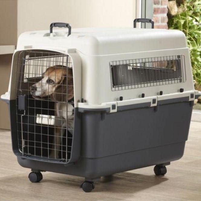 «Безвіз» для кота й собаки або що потрібно для поїздки за кордон з твариною, фото №9 на сайті 20minut.ua