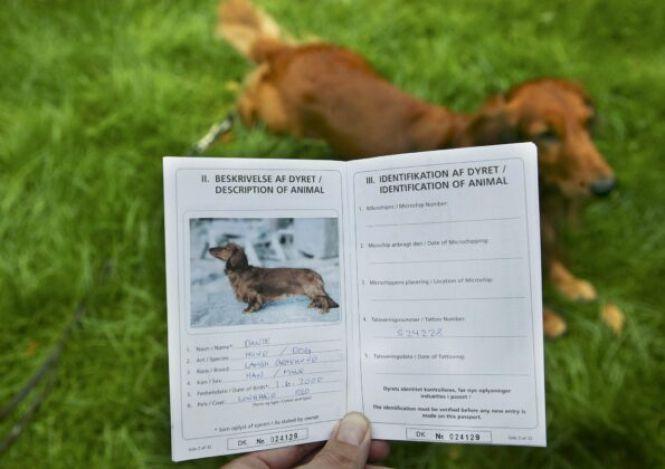 Поради щодо вибору виду паспорта для собаки