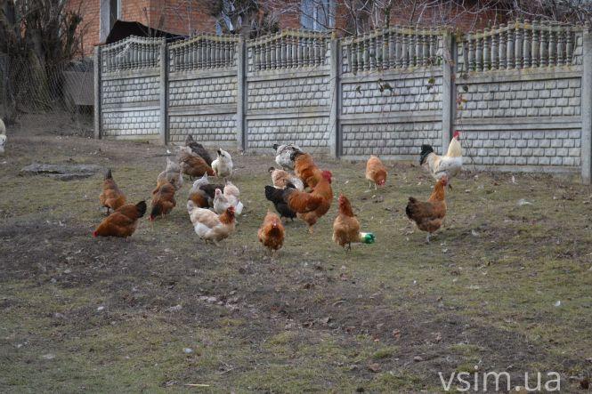 Чим живуть Давидківці, які хочуть об'єднати з Хмельницьким, фото №28 на сайті vsim.ua