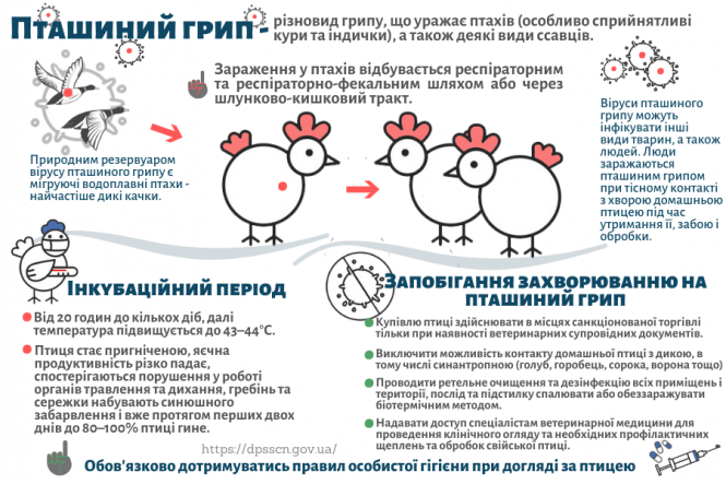Новини Тернополя - фото з Не купуйте курятину та яйця з рук: Держпродспоживслужба Не купуйте курятину та яйця з рук: Держпродспоживслужба, фото №1 на сайті 20minut.ua