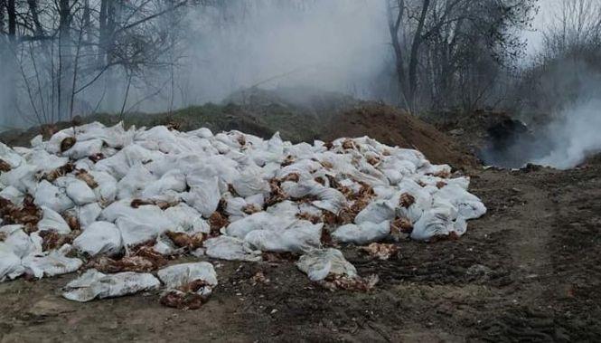 Новини Вінниці - фото з Спалах пташиного грипу: спалили понад 100 тисяч курей. ЄС призупинив імпорт Спалах пташиного грипу: спалили понад 100 тисяч курей. ЄС призупинив імпорт, фото №1 на сайті 20minut.ua