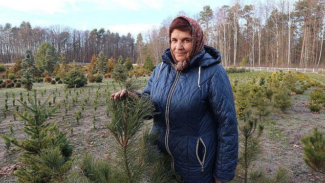 Новини Житомира - фото з Ялівець, самшит, модрини і туї, - асортимент декоративних рослин, які реалізує Новоград-Волинський лісгосп, постійно зростає Ялівець, самшит, модрини і туї, - асортимент декоративних рослин, які реалізує Новоград-Волинський лісгосп, постійно зростає, фото №1 на сайті 20minut.ua