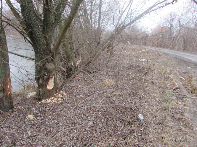Новини Козятина - фото з Бобри на Водокачці чистять воду. Плату за роботу беруть деревами Бобри на Водокачці чистять воду. Плату за роботу беруть деревами, фото №2 на сайті 20minut.ua