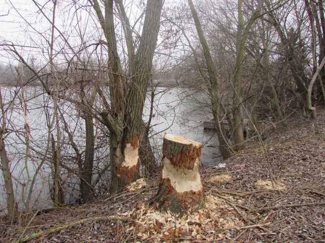 Новини Козятина - фото з Бобри на Водокачці чистять воду. Плату за роботу беруть деревами Бобри на Водокачці чистять воду. Плату за роботу беруть деревами, фото №1 на сайті 20minut.ua