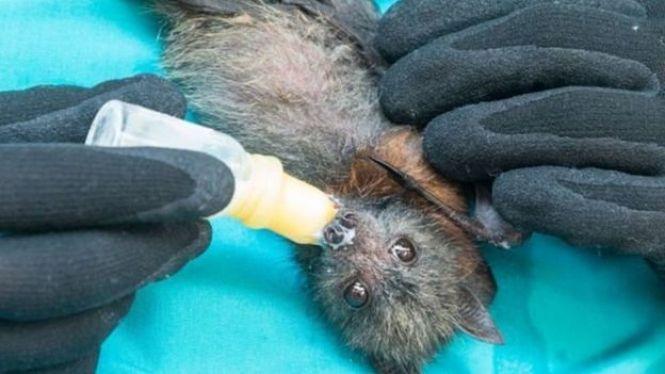 Новини Тернополя - фото з Топ-5 міфів про китайський вірус: посилки, банани, алкоголь, маски та кажани Топ-5 міфів про китайський вірус: посилки, банани, алкоголь, маски та кажани, фото №5 на сайті 20minut.ua