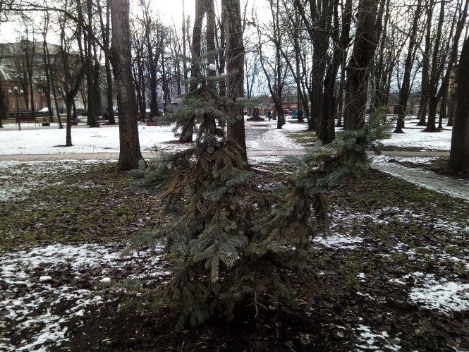 Новини Козятина - фото з Знову зрізали ялинку у центрі міста