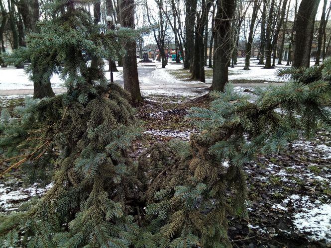 Новини Козятина - фото з Знову зрізали ялинку у центрі міста