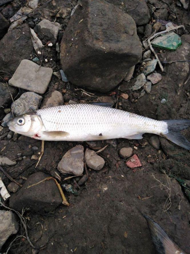 Новини Вінниці - фото з «Ти ж знав, що це верік, нащо брав?» 10 тисяч гривень штрафу за одну рибину виписали рибалці «Ти ж знав, що це верік, нащо брав?» 10 тисяч гривень штрафу за одну рибину виписали рибалці, фото №2 на сайті 20minut.ua