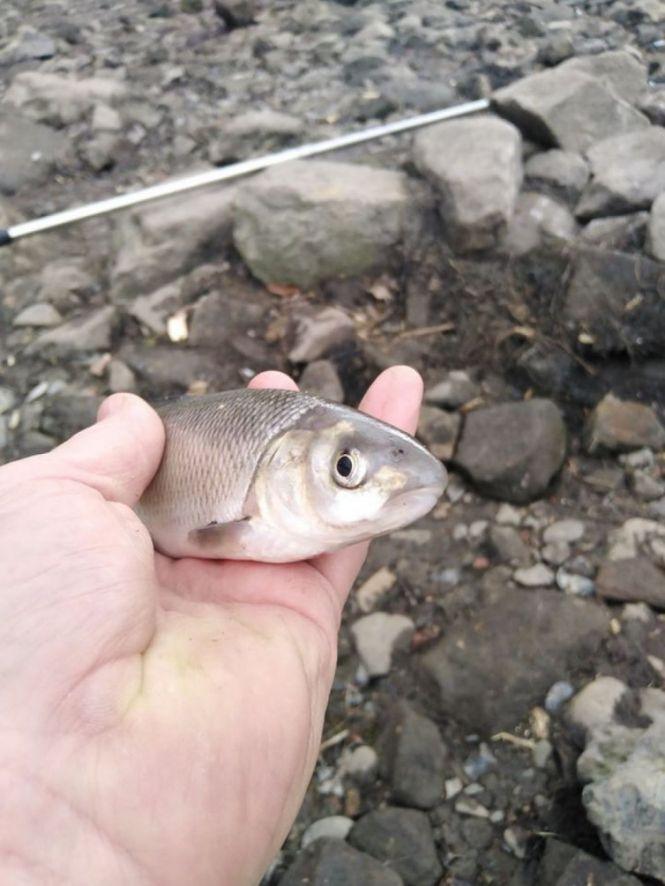 Новини Вінниці - фото з «Ти ж знав, що це верік, нащо брав?» 10 тисяч гривень штрафу за одну рибину виписали рибалці «Ти ж знав, що це верік, нащо брав?» 10 тисяч гривень штрафу за одну рибину виписали рибалці, фото №1 на сайті 20minut.ua