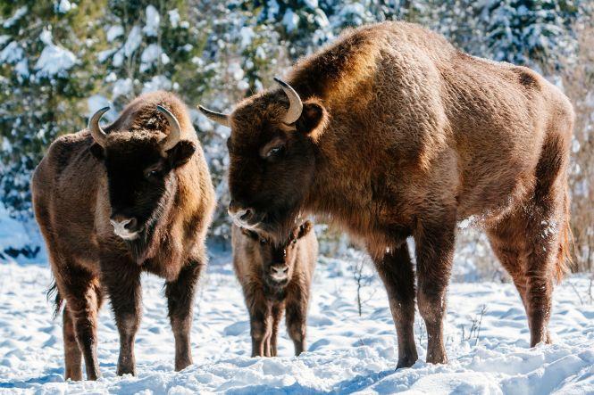 У вінницьких червонокнижних зубрів поповнення: народилося сім телят, фото №1 на сайті 20minut.ua