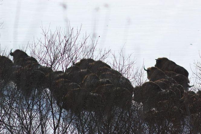 У вінницьких червонокнижних зубрів поповнення: народилося сім телят, фото №3 на сайті 20minut.ua