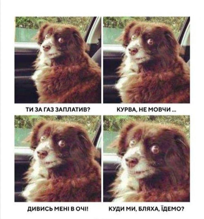 Новини Вінниці - фото з «Прикрути газ — врятуй собачку!» Соцмережі вибухнули мемами про продаж псів за газові борги «Прикрути газ — врятуй собачку!» Соцмережі вибухнули мемами про продаж псів за газові борги, фото №3 на сайті 20minut.ua