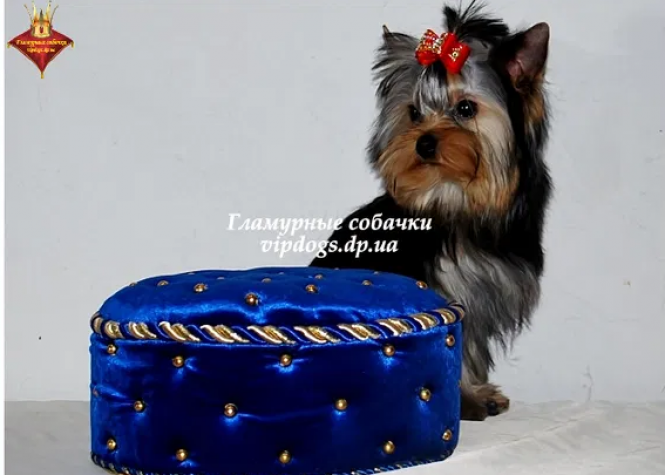 Житомиряни пропонують купити породистих песиків: огляд оголошень, фото №5 на сайті 20minut.ua