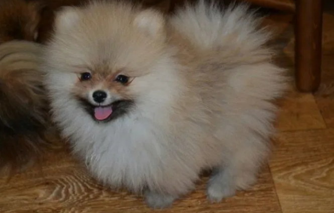 Житомиряни пропонують купити породистих песиків: огляд оголошень, фото №4 на сайті 20minut.ua