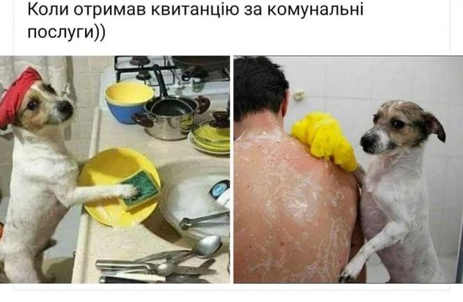 Новини Вінниці - фото з «Прикрути газ — врятуй собачку!» Соцмережі вибухнули мемами про продаж псів за газові борги «Прикрути газ — врятуй собачку!» Соцмережі вибухнули мемами про продаж псів за газові борги, фото №16 на сайті 20minut.ua