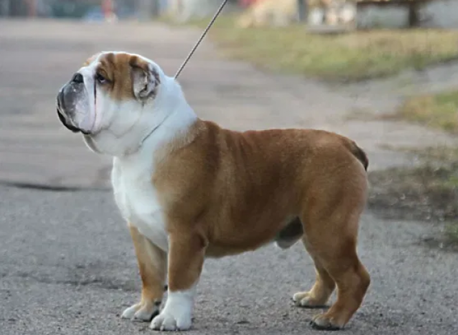 Житомиряни пропонують купити породистих песиків: огляд оголошень, фото №1 на сайті 20minut.ua