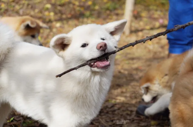Житомиряни пропонують купити породистих песиків: огляд оголошень, фото №3 на сайті 20minut.ua