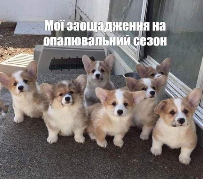 Новини Вінниці - фото з «Прикрути газ — врятуй собачку!» Соцмережі вибухнули мемами про продаж псів за газові борги «Прикрути газ — врятуй собачку!» Соцмережі вибухнули мемами про продаж псів за газові борги, фото №24 на сайті 20minut.ua