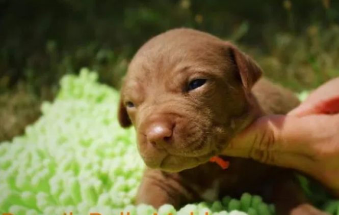 Житомиряни пропонують купити породистих песиків: огляд оголошень, фото №2 на сайті 20minut.ua